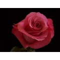 Roses - Beauty by Oger